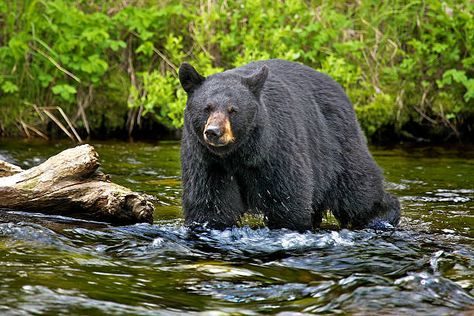 Alaska black bear hunting
