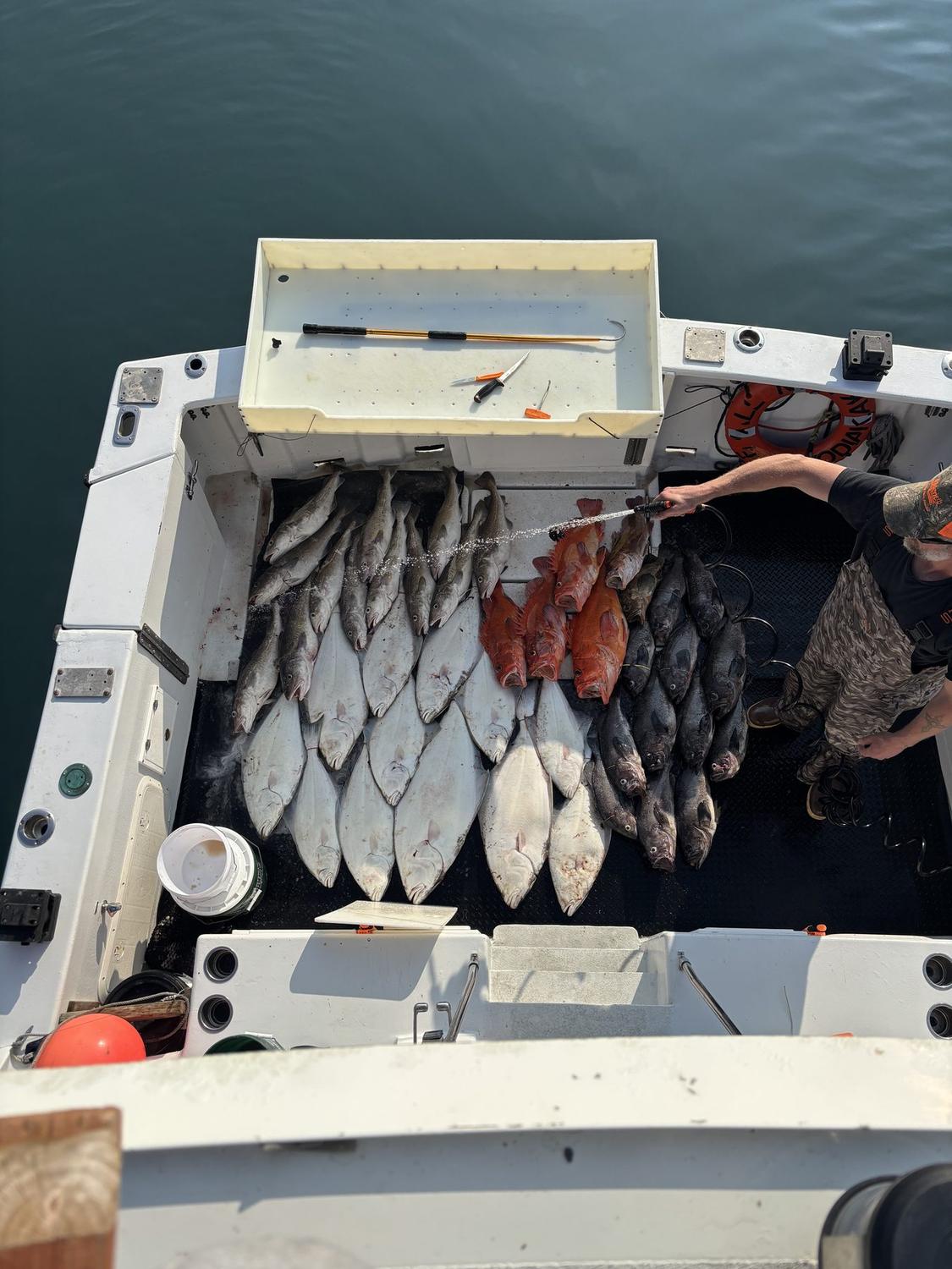 Halibut, rockfish and salmon laid out on deck after a Swoboda Charters trip